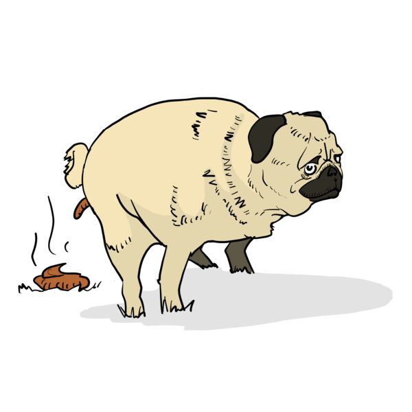 Pugs don't care Thumbnail